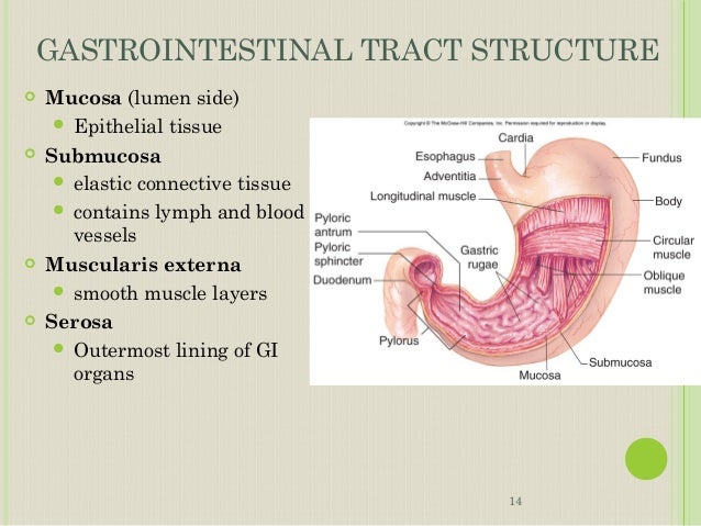 Physiology of the Gastrointestinal Tract